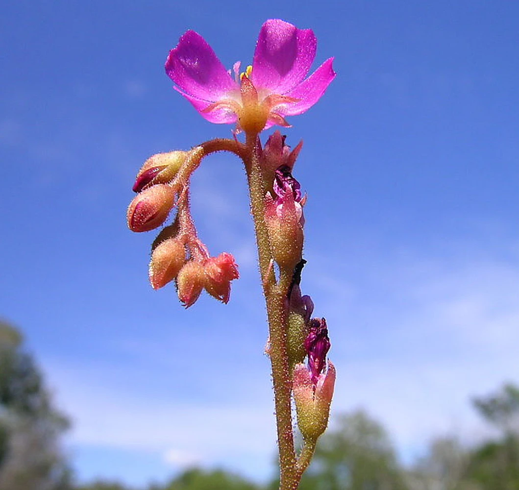 Spoonleaf Carnivorous Sundew Plant -Drosera Spathulata-2" Pot-Collector's Series - Image 7