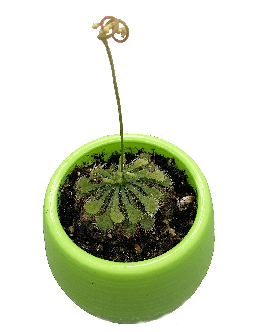 Spoonleaf Carnivorous Sundew Plant -Drosera Spathulata-2" Pot-Collector's Series - Image 4