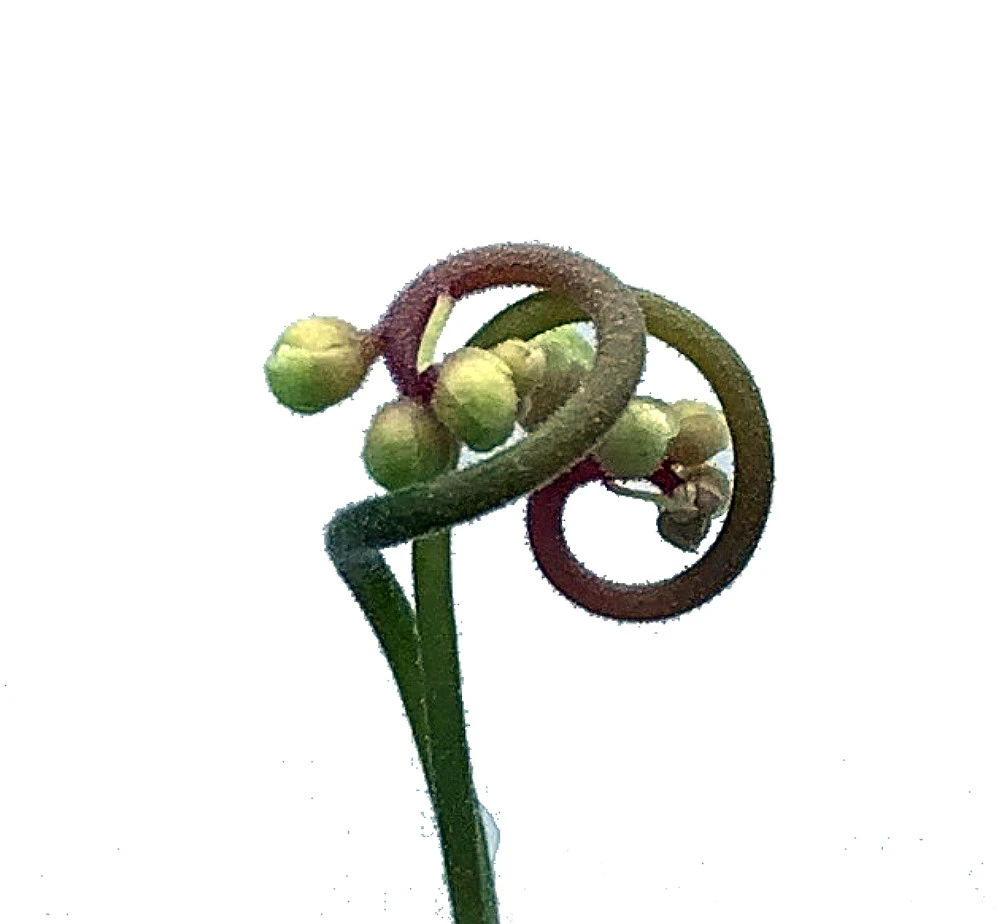 Spoonleaf Carnivorous Sundew Plant -Drosera Spathulata-2" Pot-Collector's Series - Image 6