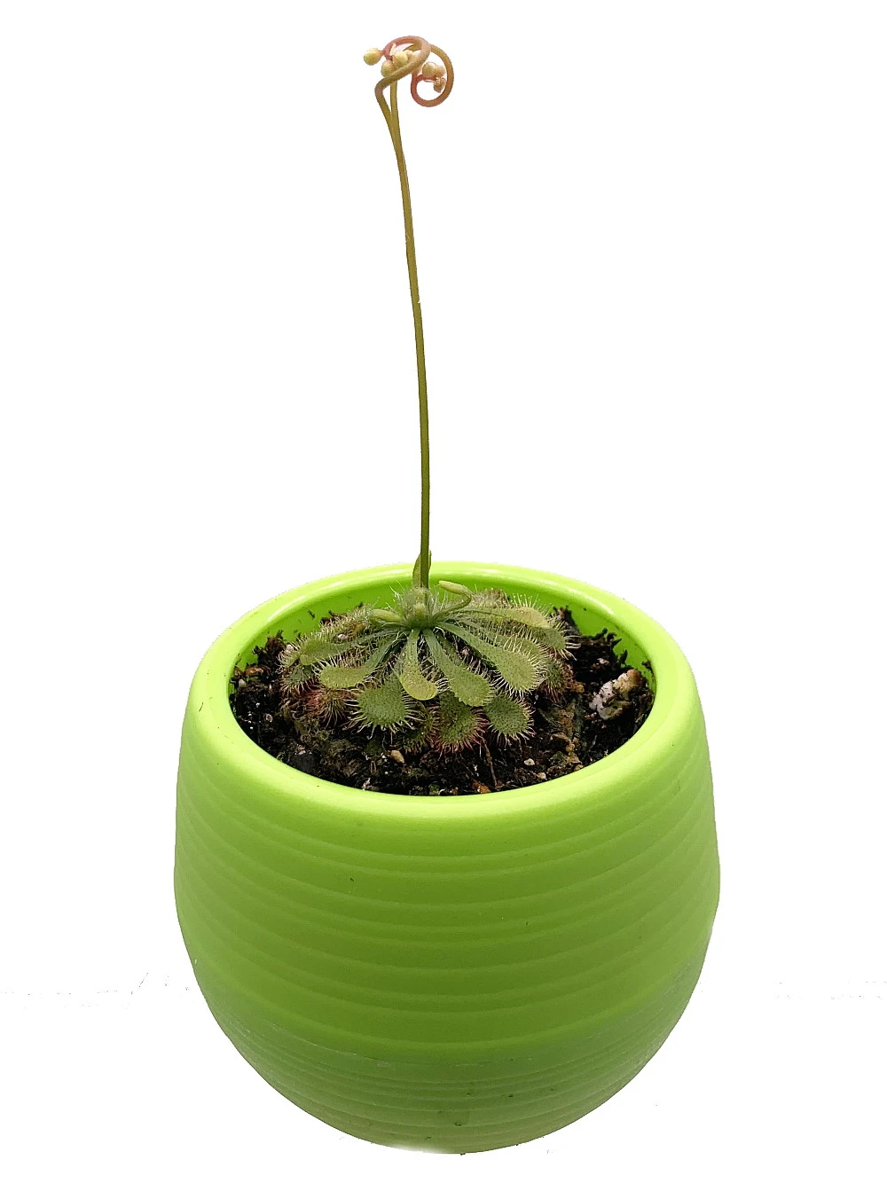 Spoonleaf Carnivorous Sundew Plant -Drosera Spathulata-2" Pot-Collector's Series - Image 5