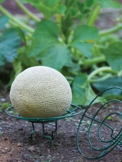 Melon And Squash Cradle