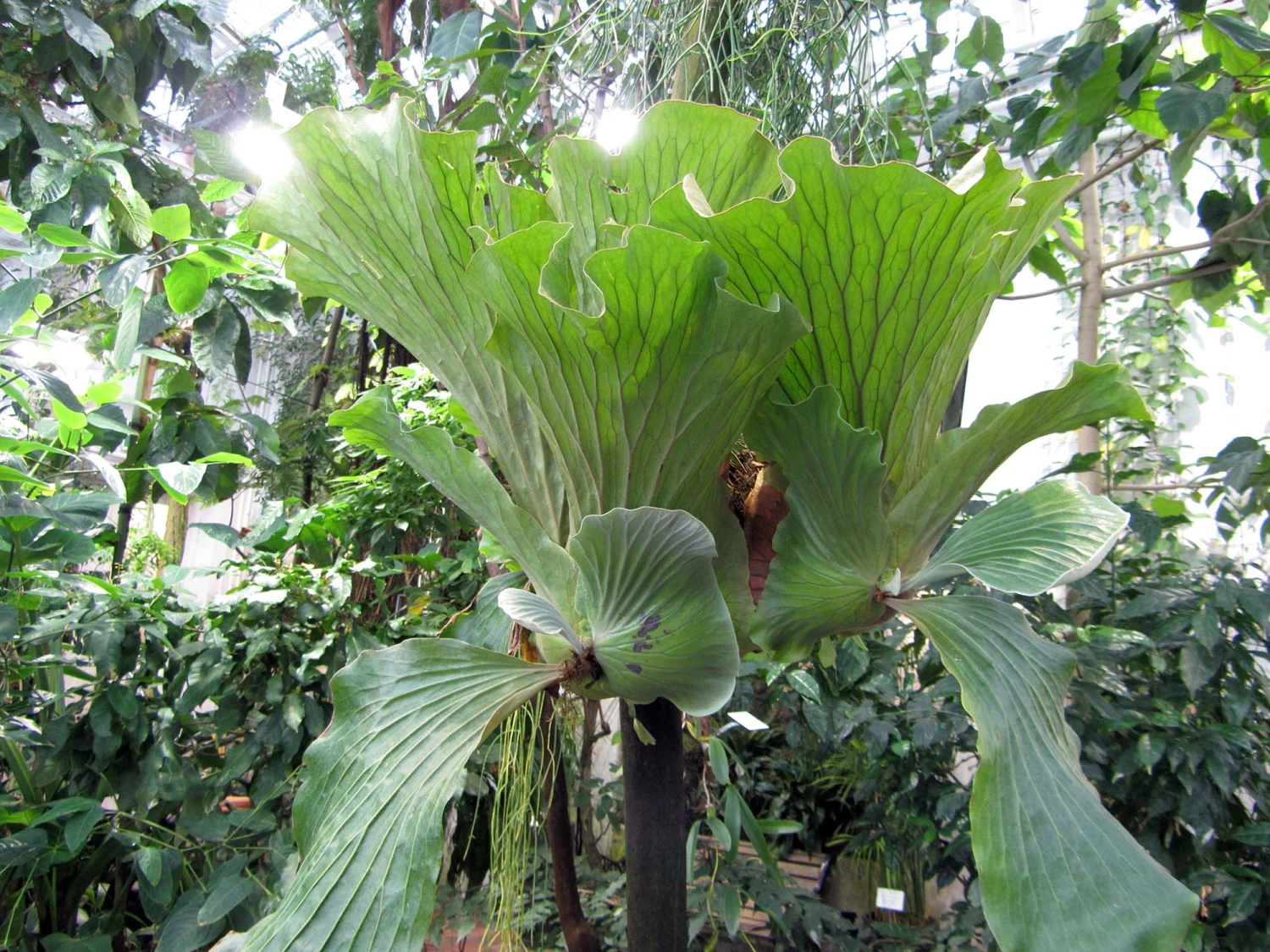 Angola Staghorn Fern - Platycerium Elephantotis - 4" Pot - Collector's Series - Image 5