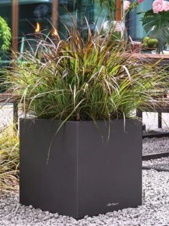 All In-One Canto Planter