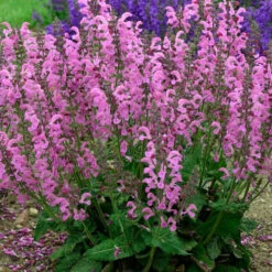 Moulin Rouge - Salvia Fashionista® - Gallon Pot - Meadow Sage