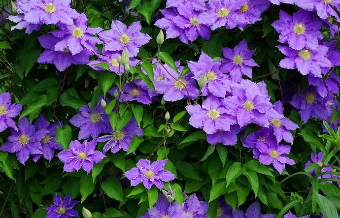 Will Goodwin Clematis Vine - Purple - 2.5" Pot - Image 2