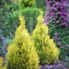 Fluffy Arborvitae - 4" Pot - Thuja Plicata - Proven Winners