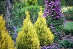 Fluffy Arborvitae - 4" Pot - Thuja Plicata - Proven Winners