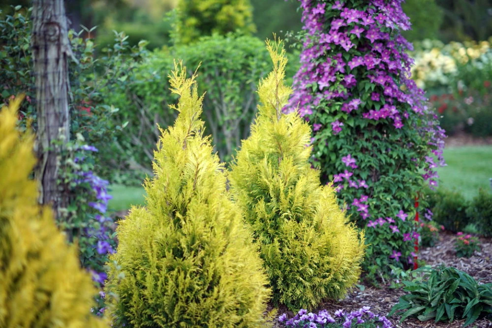 Fluffy Arborvitae - 4" Pot - Thuja Plicata - Proven Winners