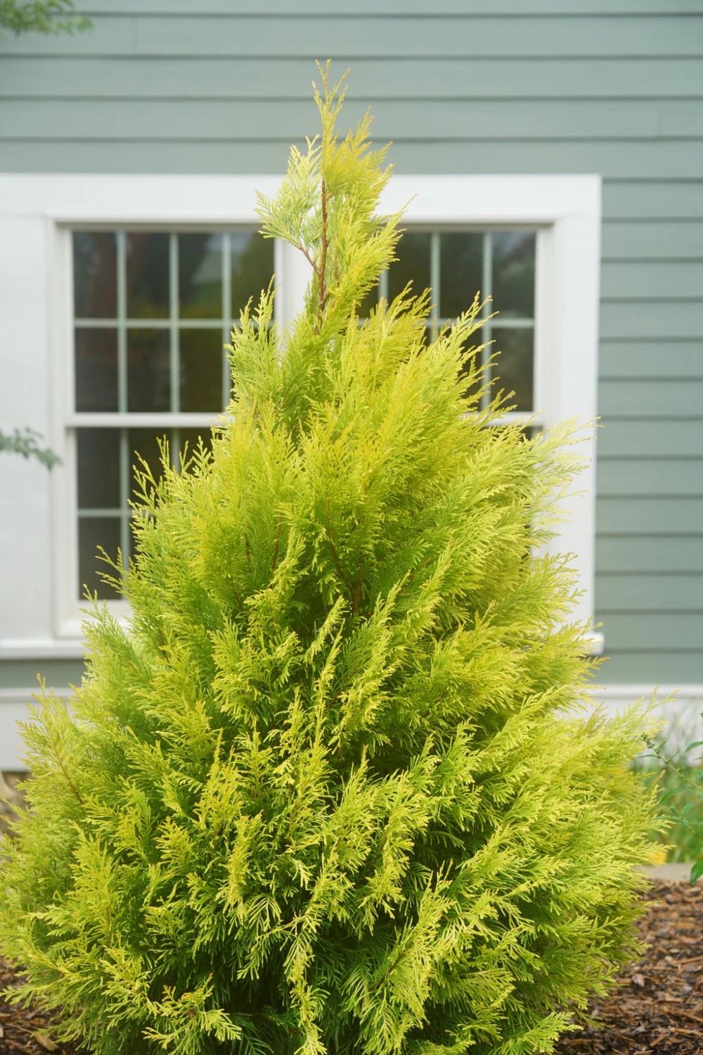 Fluffy Arborvitae - 4" Pot - Thuja Plicata - Proven Winners - Image 3