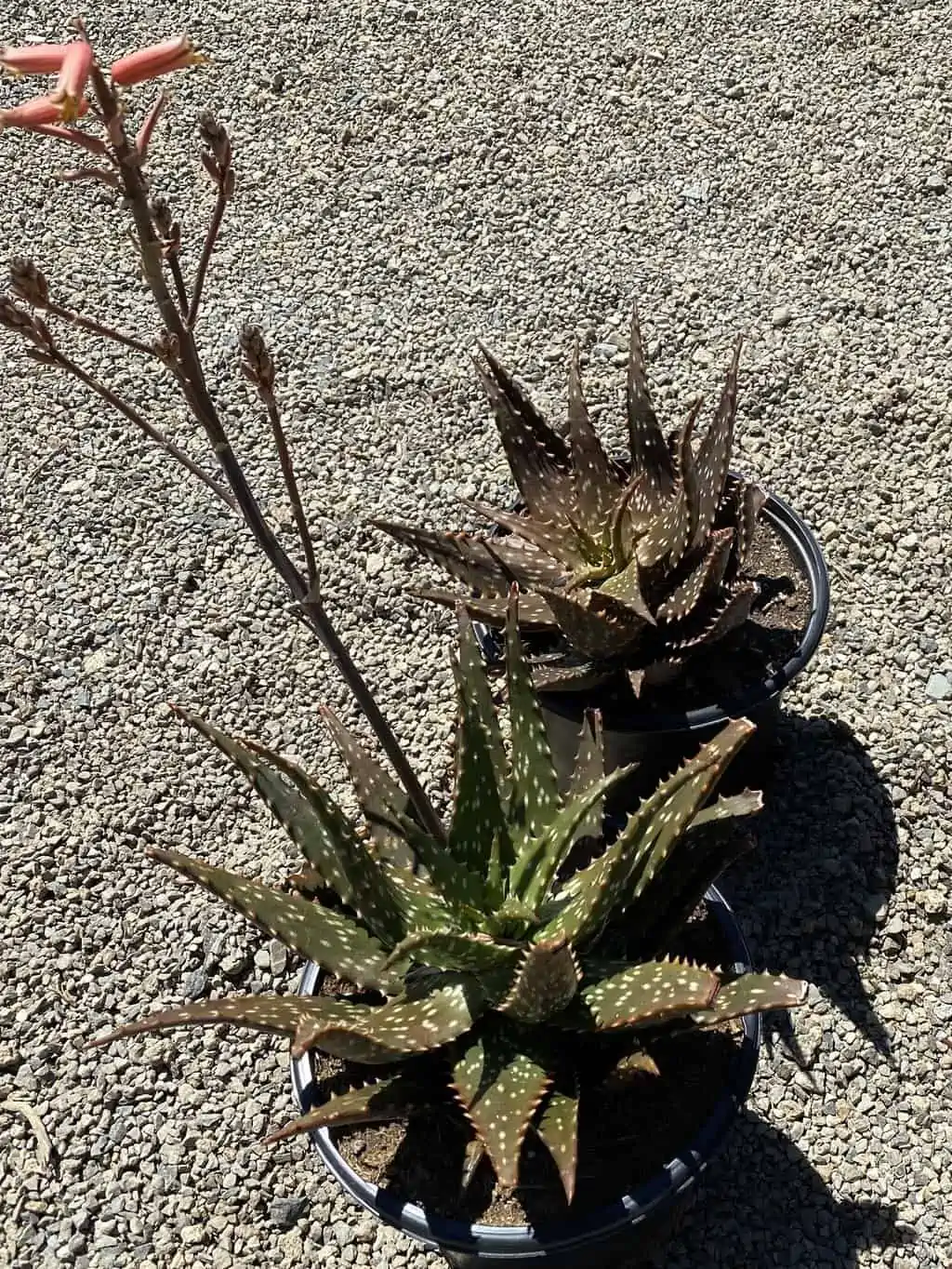 Succulent Plant Mature Aloe 'Freckles'. - Image 8
