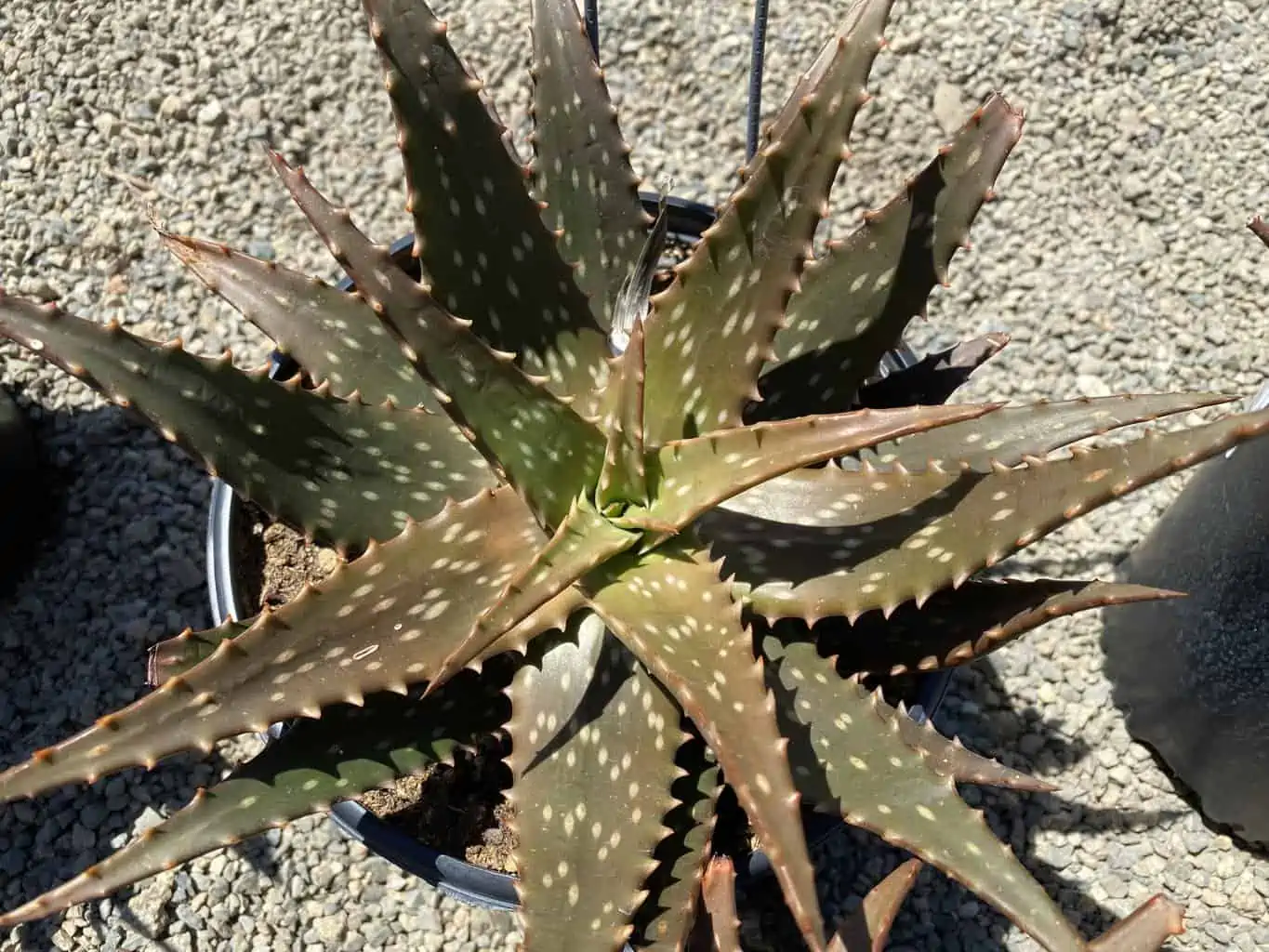 Succulent Plant Mature Aloe 'Freckles'. - Image 7