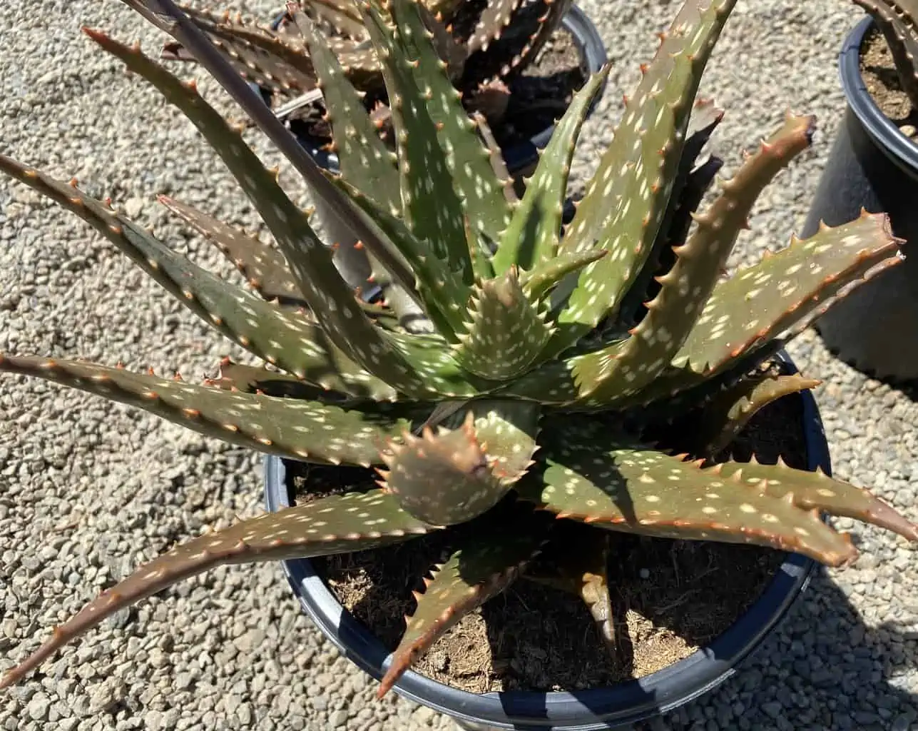 Succulent Plant Mature Aloe 'Freckles'. - Image 3
