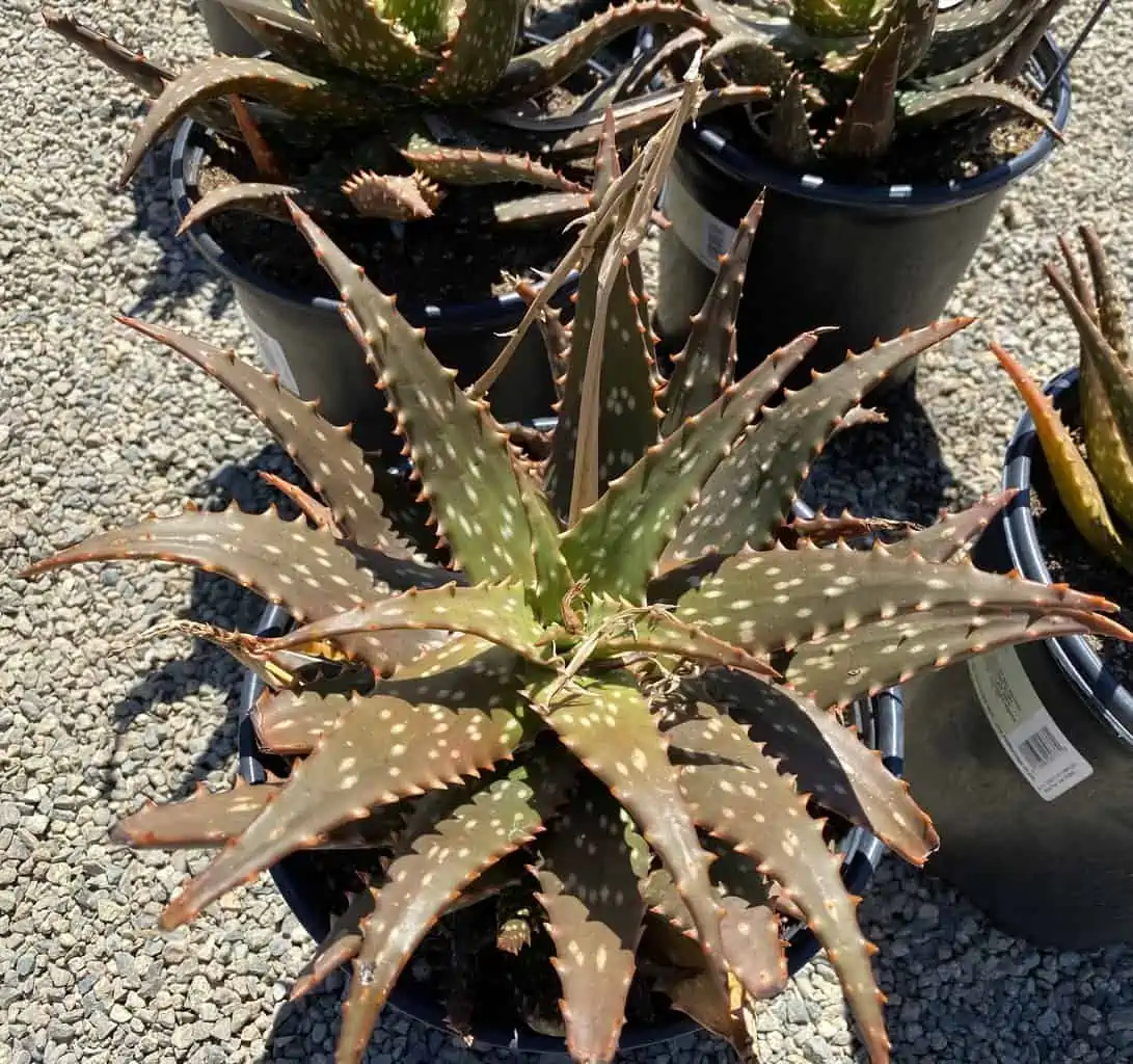 Succulent Plant Mature Aloe 'Freckles'. - Image 2