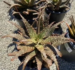 Succulent Plant Mature Aloe 'Freckles'.
