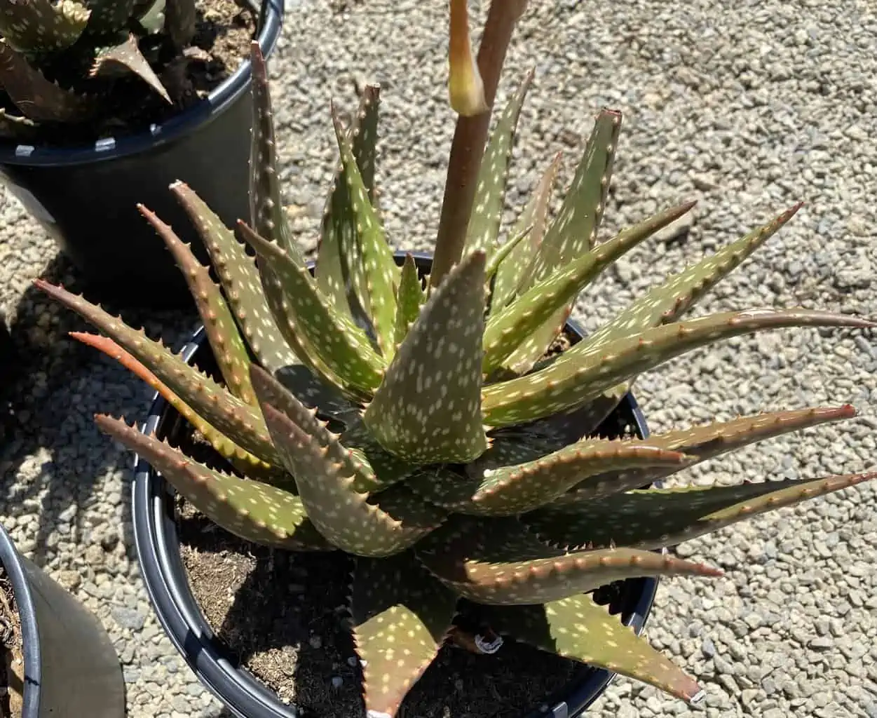 Succulent Plant Mature Aloe 'Freckles'. - Image 9