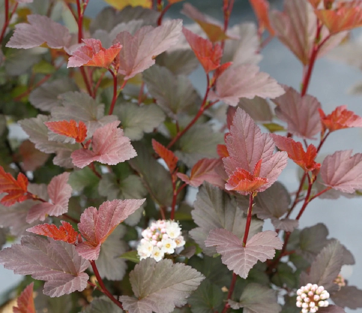 GINGER WINEĀ® Ninebark - 4" Pot - Physocarpus - Proven Winners