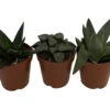 Rare Glass Haworthia Collection 3 Plants - Easy To Grow - 2" Pots