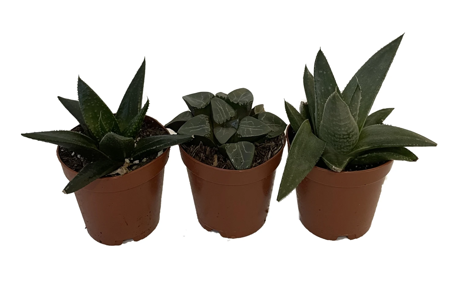 Rare Glass Haworthia Collection 3 Plants - Easy To Grow - 2" Pots