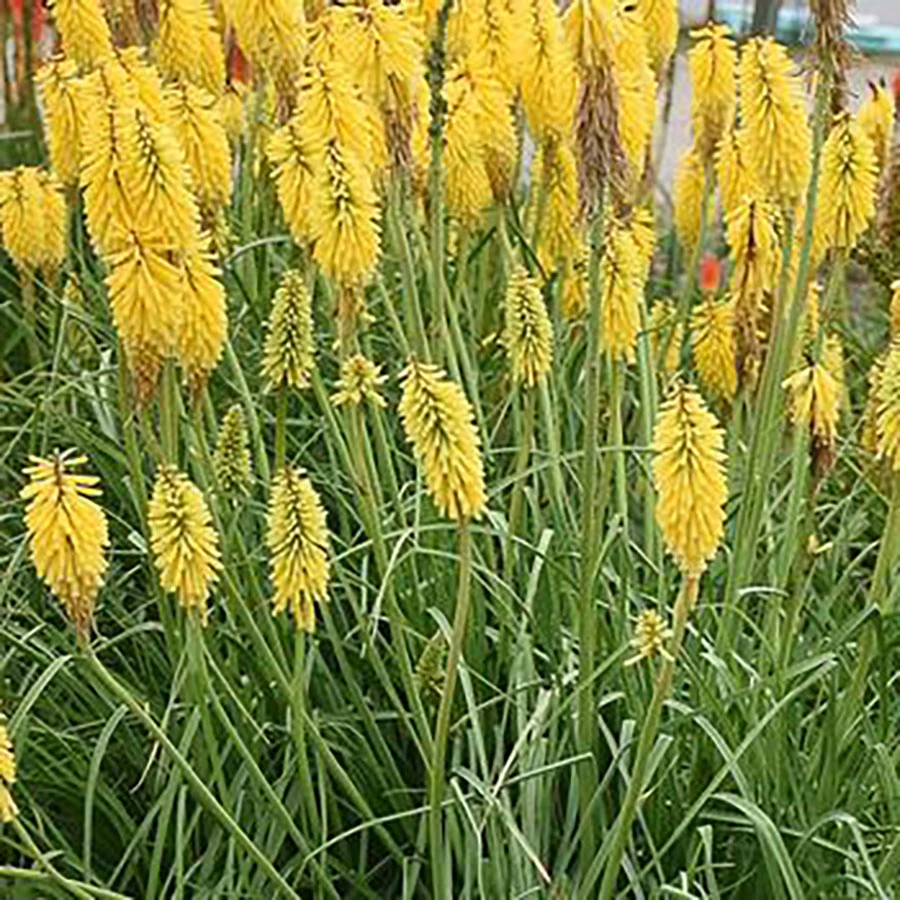 Glowstick Yellow Hot Poker - Kniphofia Uvaria - Perennial Plant - Gallon Pot - Image 2