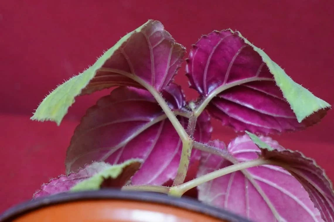 Gloxinia Perrenis - Image 5