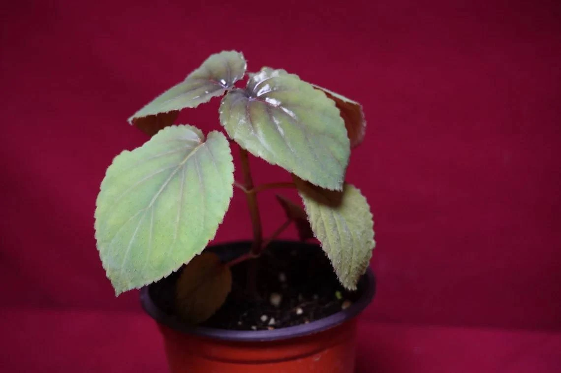 Gloxinia Perrenis - Image 3