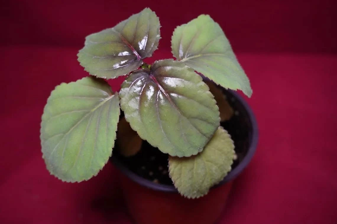 Gloxinia Perrenis - Image 2