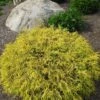 Golden Mop False Cypress -Chamaecyparis- Outside/Bonsai - 4" Pot