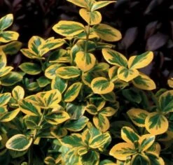 Gold Splash® Euonymus Fortunei - 4" Pot - Wintercreeper - Proven Winners