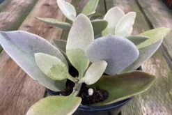 Mature Succulent Plant Kalanchoe Grey Ghost