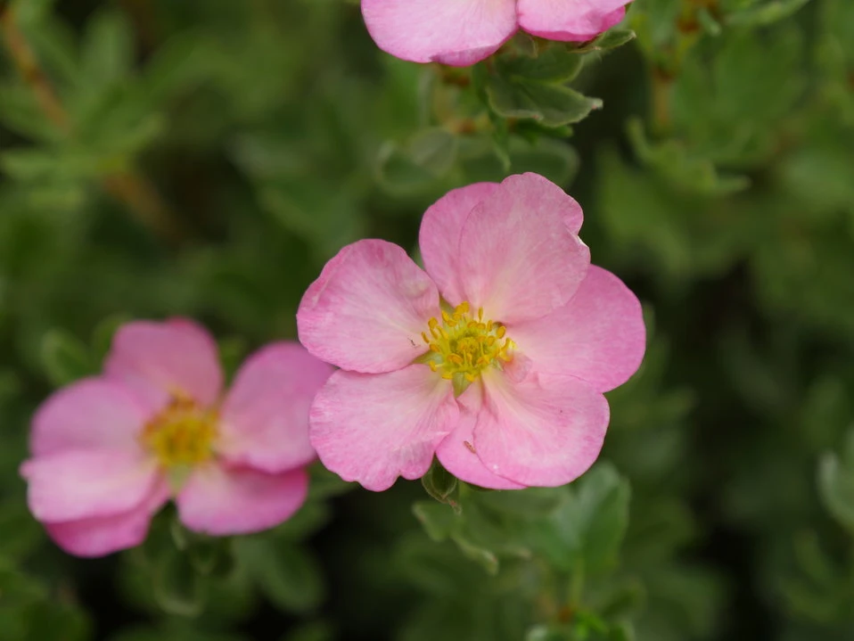 HAPPY FACE HEARTSĀ® Potentilla - 4" Pot - Proven Winners