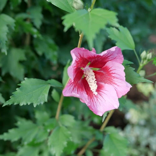 Red Pillar™ Rose Of Sharon - Hibiscus Syriacus - Proven Winners - 4" Pot - Image 2