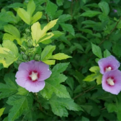 PARAPLU ADORNED™ - Rose Of Sharon - Hibiscus Syriacus - Proven Winners - 4" Pot