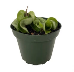 Hindu Indian Rope Plant - Hoya - Exotic/Easy - 4" Pot