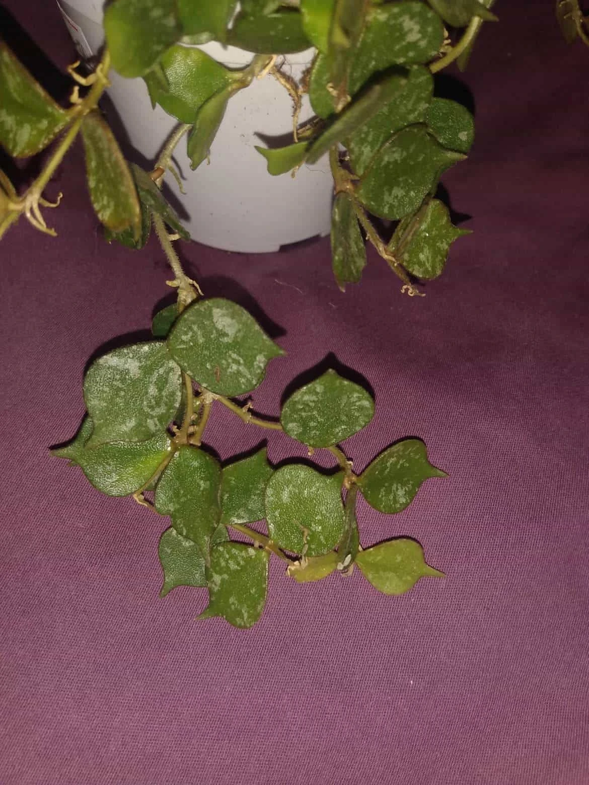 Soul Peace Bundle-Curtisii - Image 2