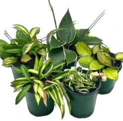 Variegated Hoya Assortment Set, Hindu Rope, Wayetii, Australis, Macrophylla, Krimson Princess | 4 Inch Pots