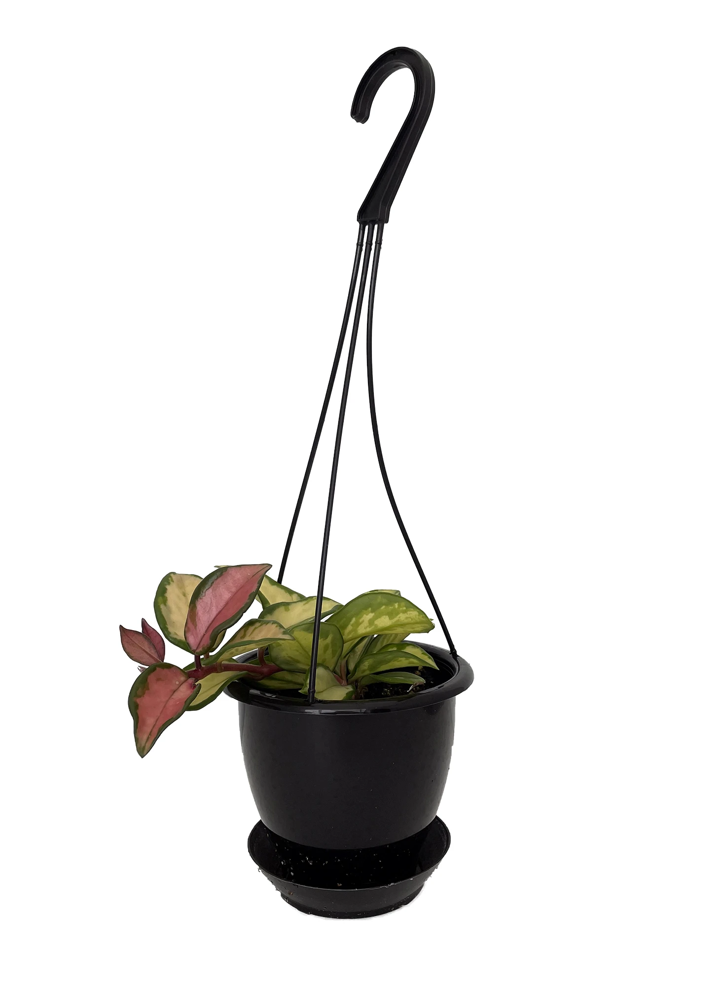 Tricolor Wax Plant - Hoya Tricolor - 4.5" Black Hanging Basket