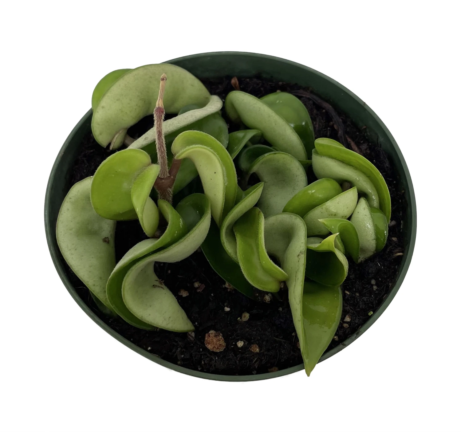 Hindu Indian Rope Plant - Hoya - Exotic/Easy - 4" Pot - Image 2