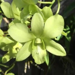 Dendrobium Aridang Green 4" Pot Blooming Size