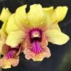 Dendrobium Thongchai Gold X Burana Jada 4" Pot