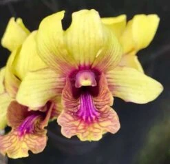 Dendrobium Thongchai Gold X Burana Jada 4" Pot