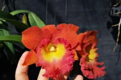 Cattleya Orchid Rlc Star Of Siam Fragrant Cattleyas Comes In 2" P