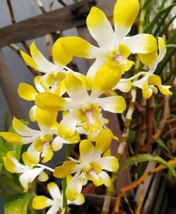 Dendrobium Banana Royal X Anching Lubag 4" Pot