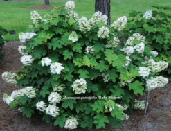 Pee Wee Oakleaf Hydrangea Perennial - Dwarf White - 4" Pot
