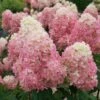 LIMELIGHT PRIME® Panicle Hydrangea - Hydrangea Paniculata - 4" Pot Proven Winners