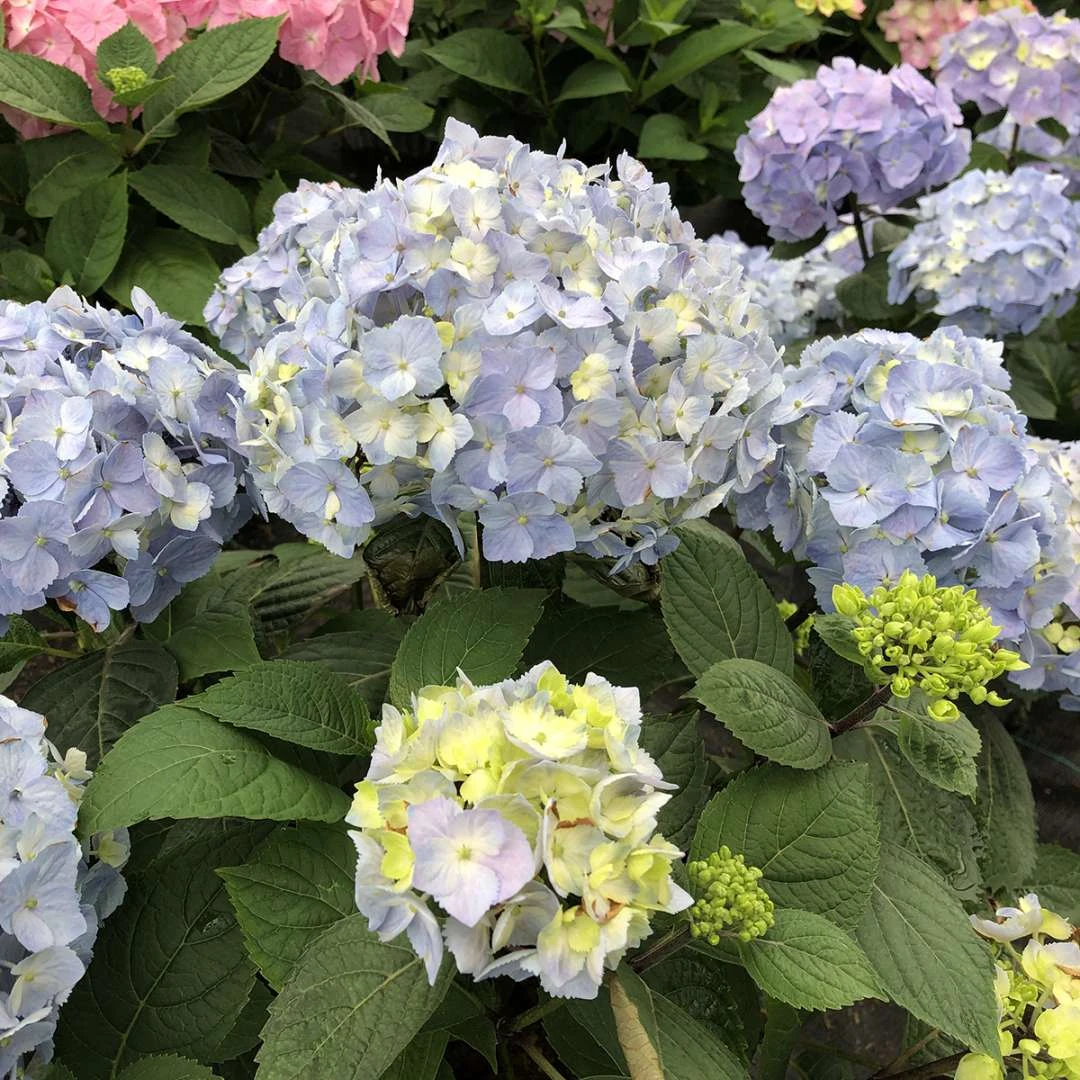 LET’S DANCE SKY VIEW® - Hydrangea - Reblooming - Proven Winners - 4" Pot - Image 3