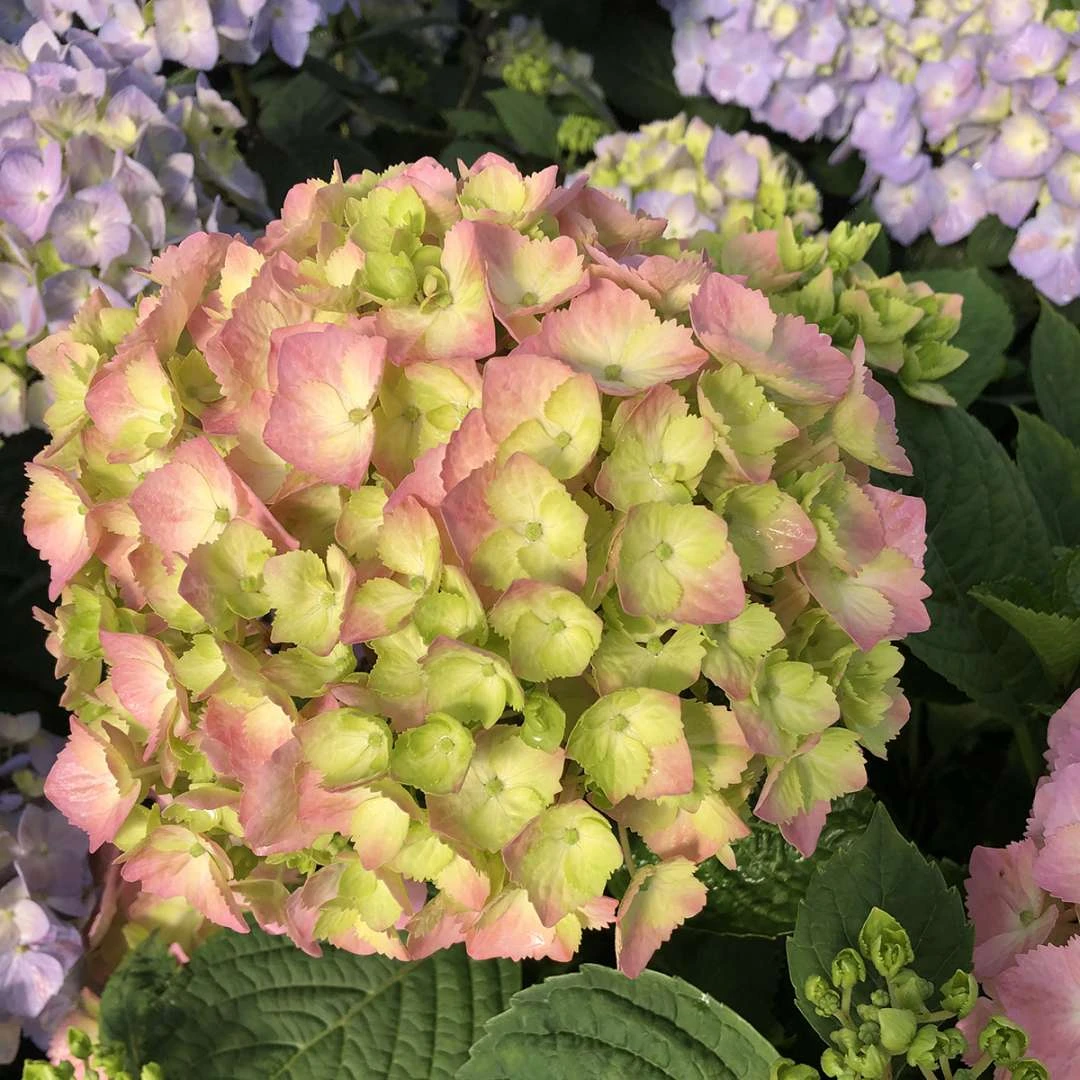 LET’S DANCE SKY VIEW® - Hydrangea - Reblooming - Proven Winners - 4" Pot - Image 2