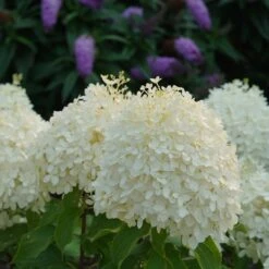 Puffer Fish® Panicle Hydrangea - Hydrangea Paniculata - 4" Pot