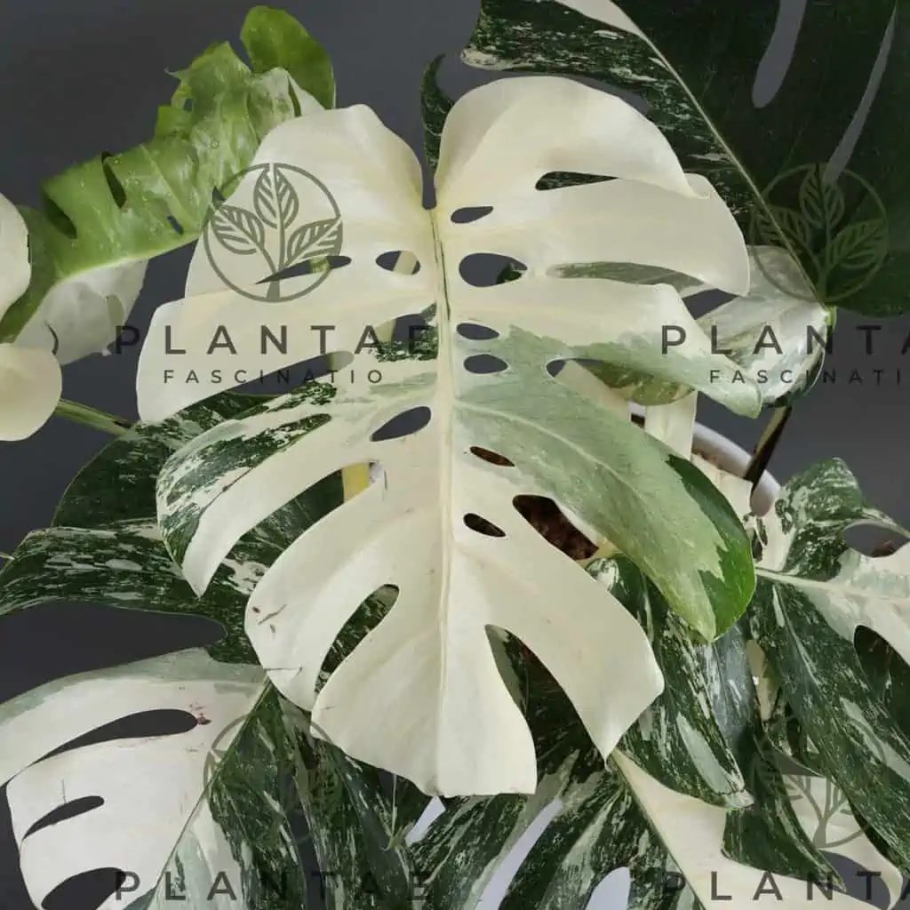 Monstera Albo Borsigiana "White Tiger" Lineage | WHOLESALE PRICING | 12 Single Node Cuttings