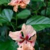El Capitolio Peach Tropical Hibiscus In 4" Pot