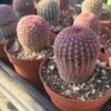 Rainbow Cactus | Echinocereus Pectinatus